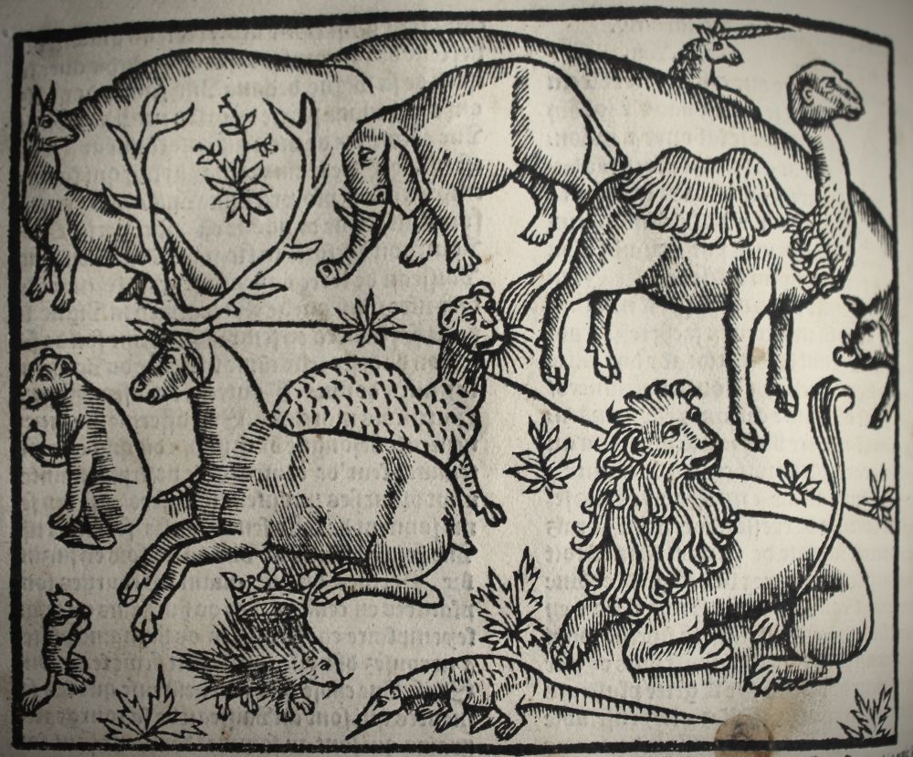 Animaux