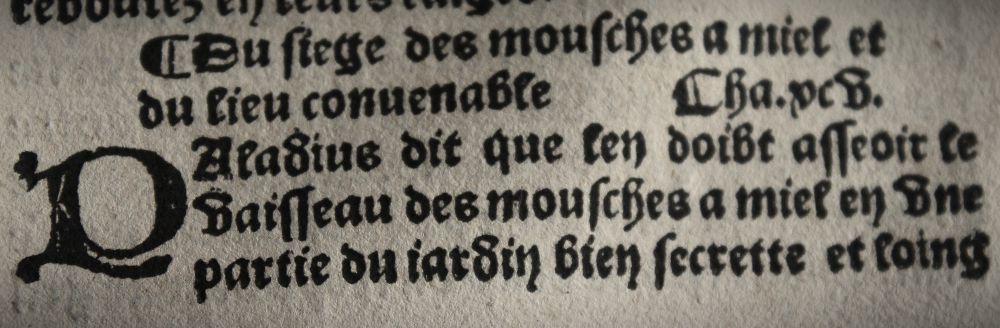 mouches1