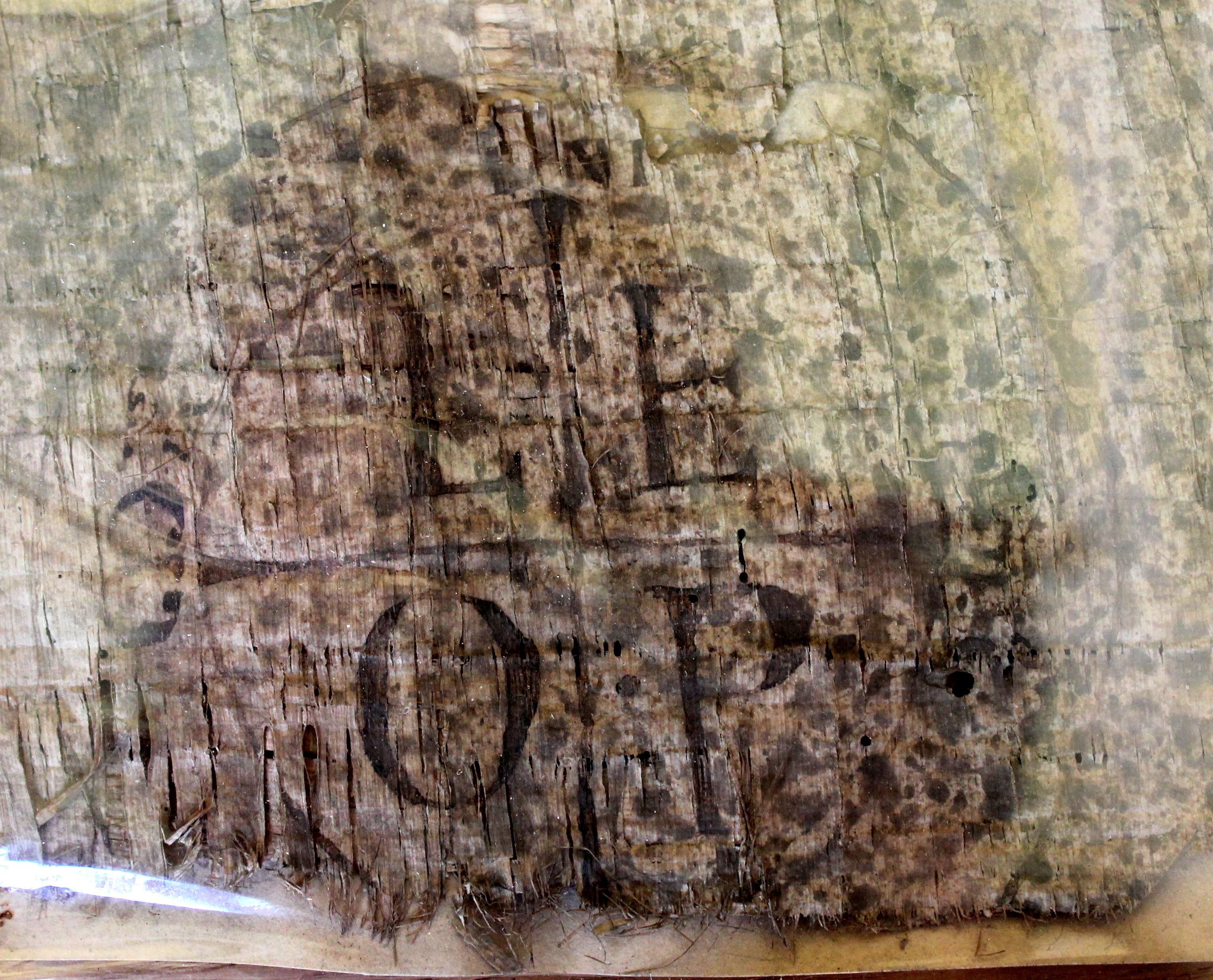 Ms117 papyrus rota Copie